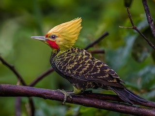  - Blond-crested Woodpecker
