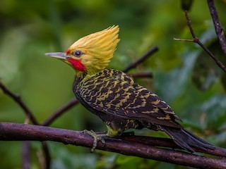  - Blond-crested Woodpecker