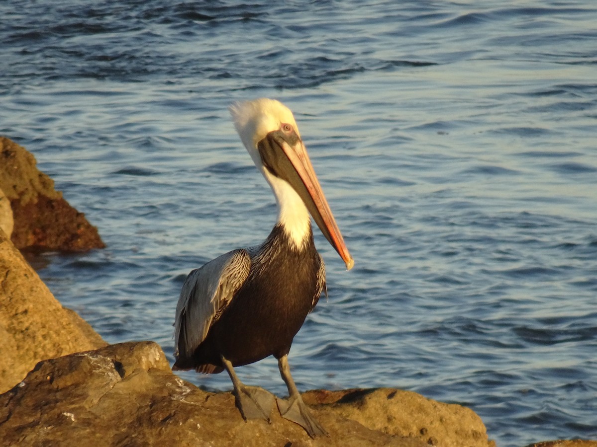 Brown Pelican - Thomas Ouchterlony