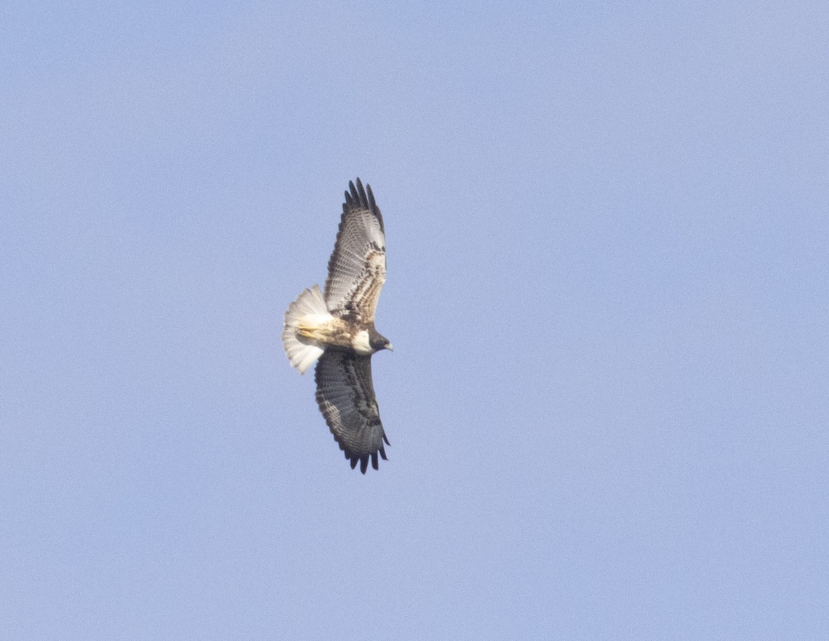 White-tailed Hawk - ML399270111