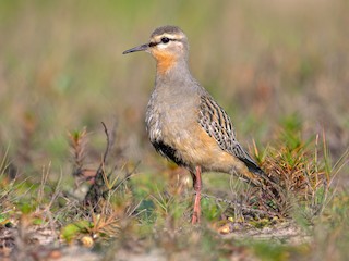  - Tawny-throated Dotterel
