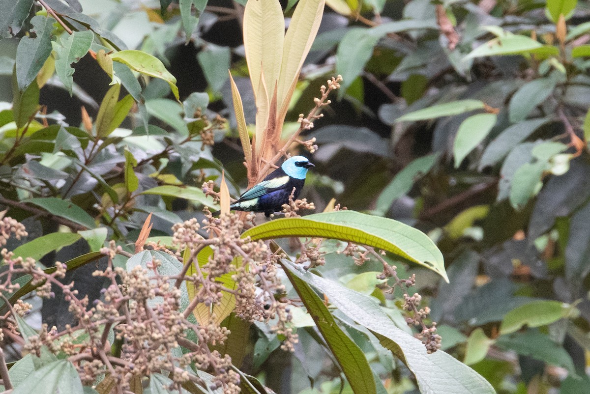 Blue-necked Tanager - ML399276861