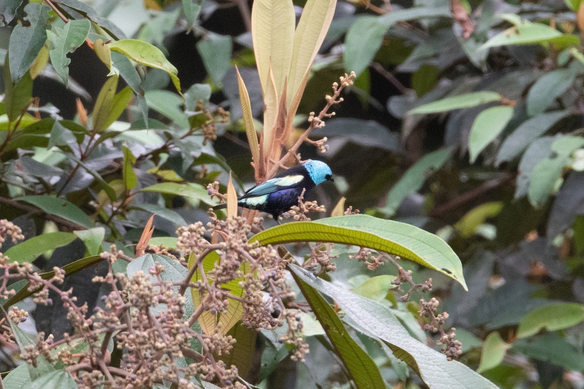 Blue-necked Tanager - ML399276901