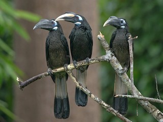  - Bushy-crested Hornbill