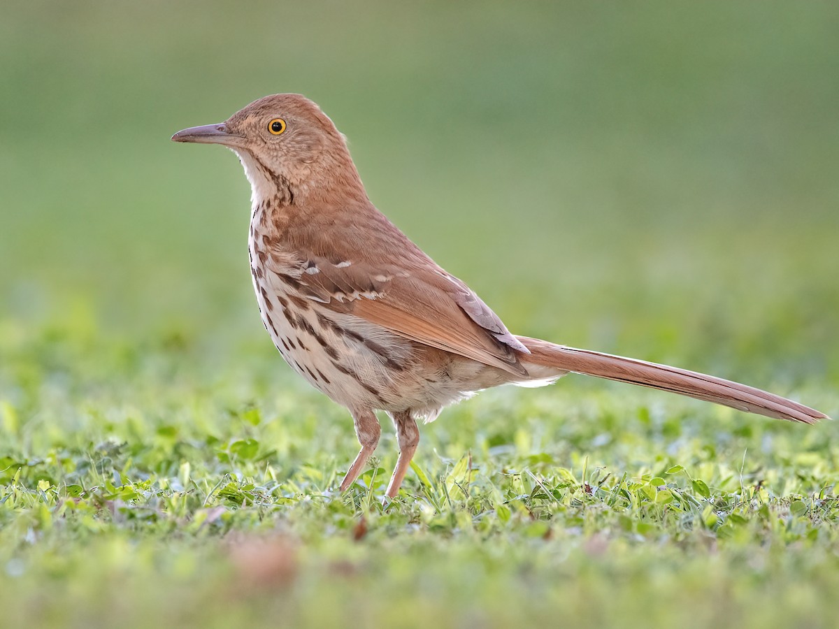 What does a outlet brown thrush look like