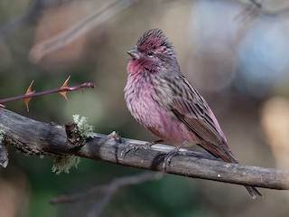  - Himalayan Beautiful Rosefinch