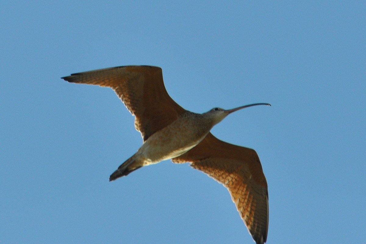 Long-billed Curlew - Michael Schall
