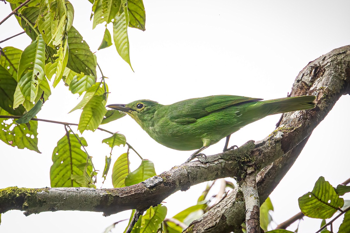 Philippine Leafbird - ML399291541