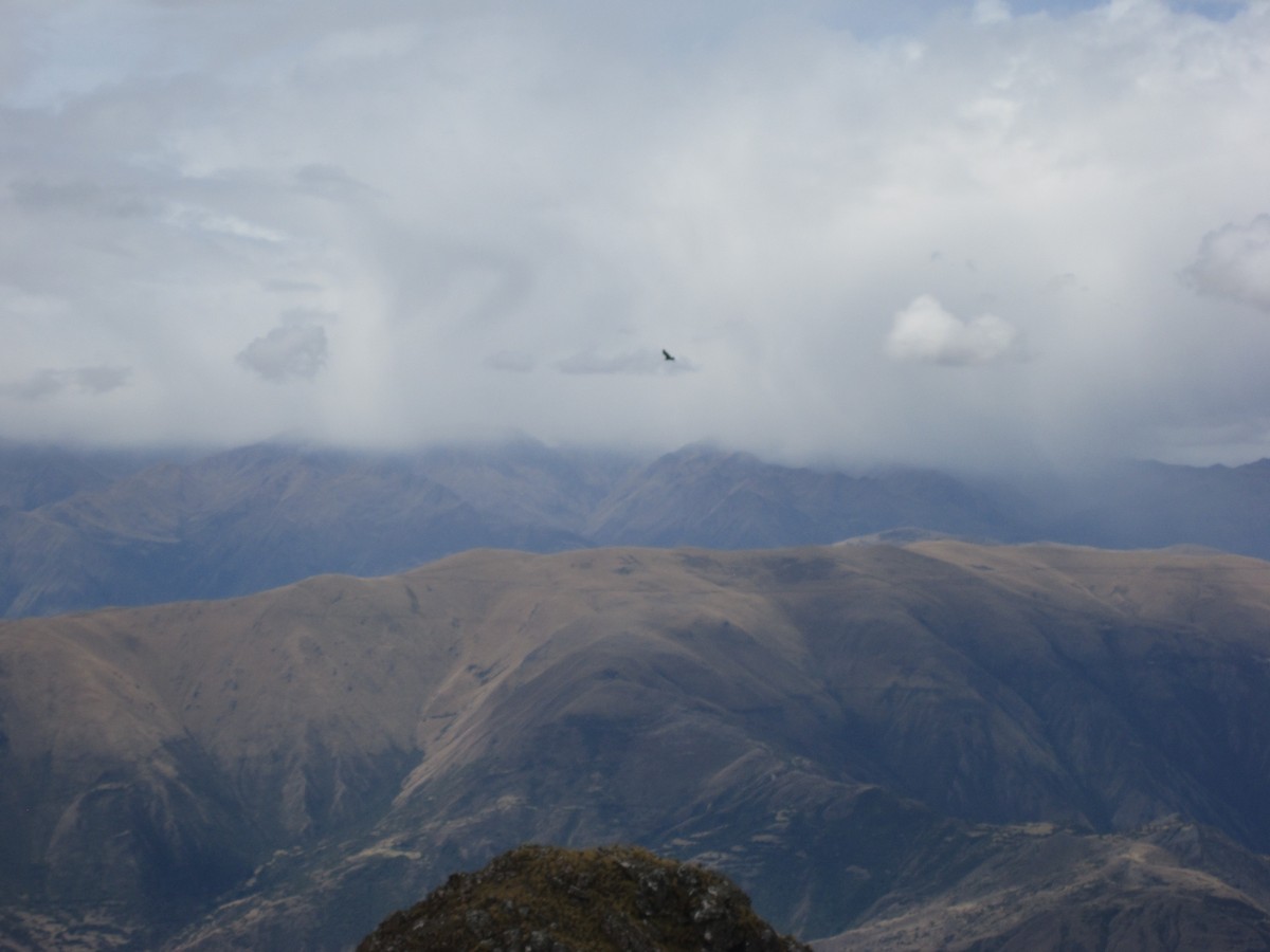 Andean Condor - Kyle Gardiner