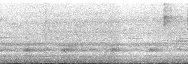 White-streaked Antvireo (White-streaked) - ML39930