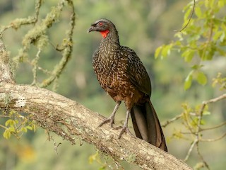  - Dusky-legged Guan