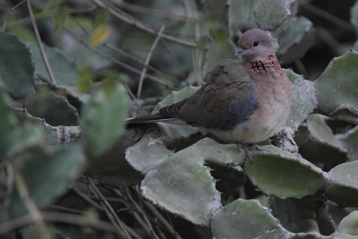 Laughing Dove - Harshith JV