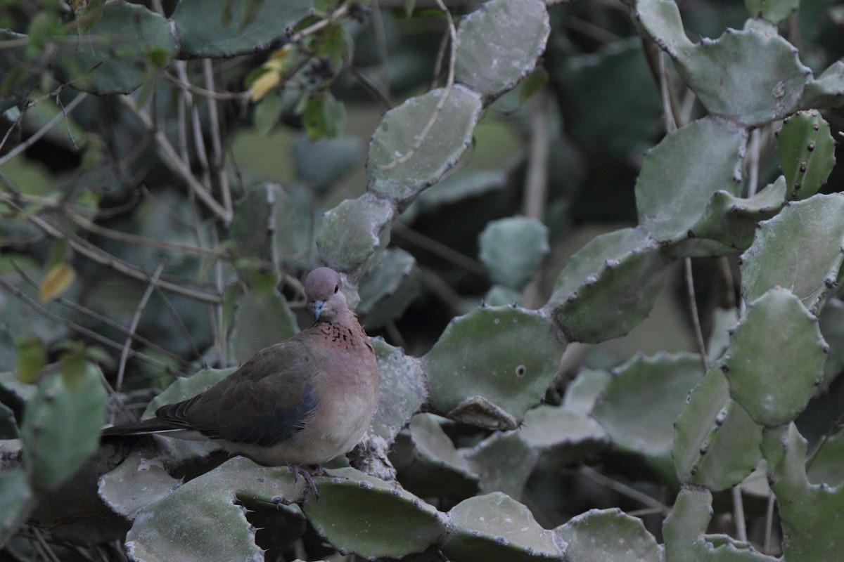 Laughing Dove - ML399304041