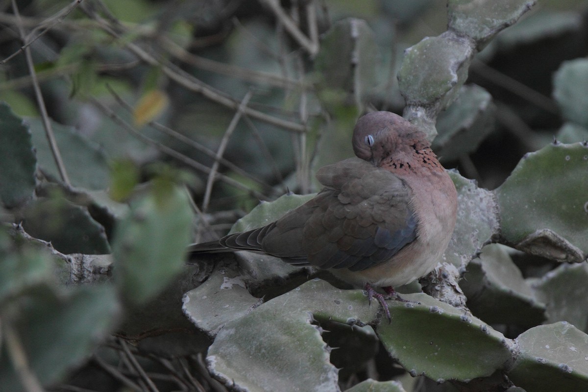 Laughing Dove - ML399304051