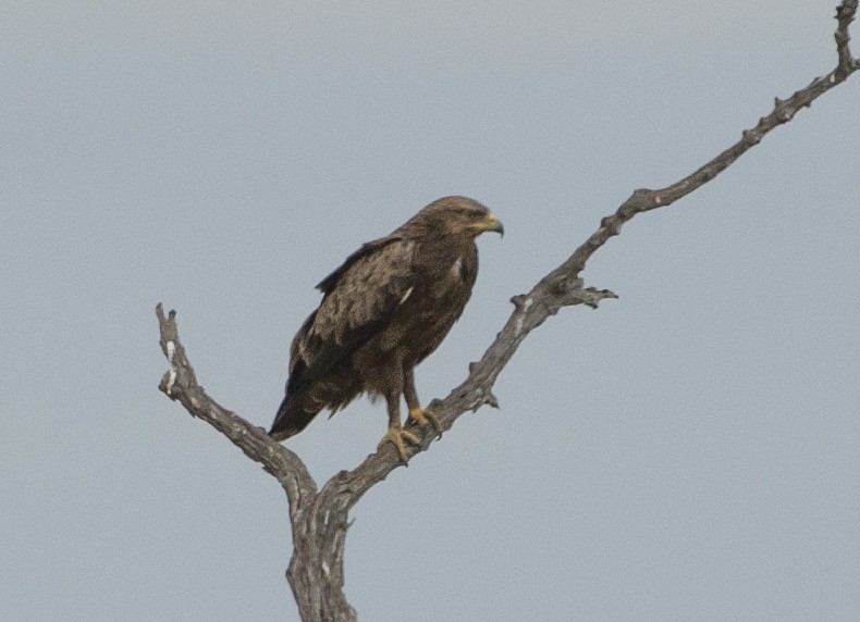 Lesser Spotted Eagle - Juan van den Heever