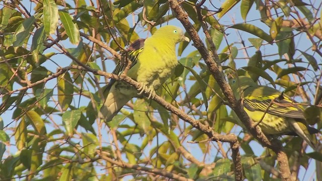 Филиппинский зеленый голубь - ML399308141