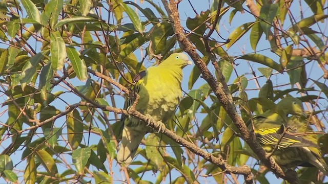 Philippine Green-Pigeon - ML399308181