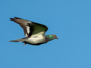 Rock Pigeon (Feral Pigeon), ML399310851
