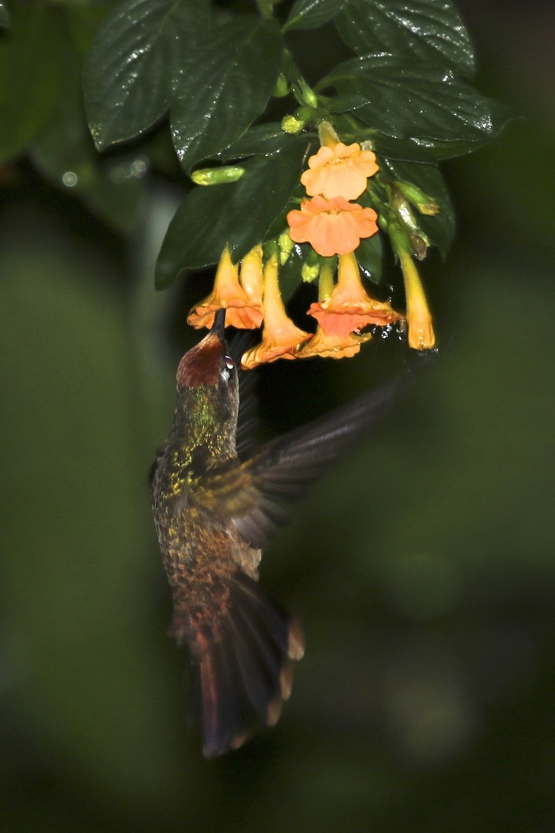 kolibřík hnědotemenný - ML39931311