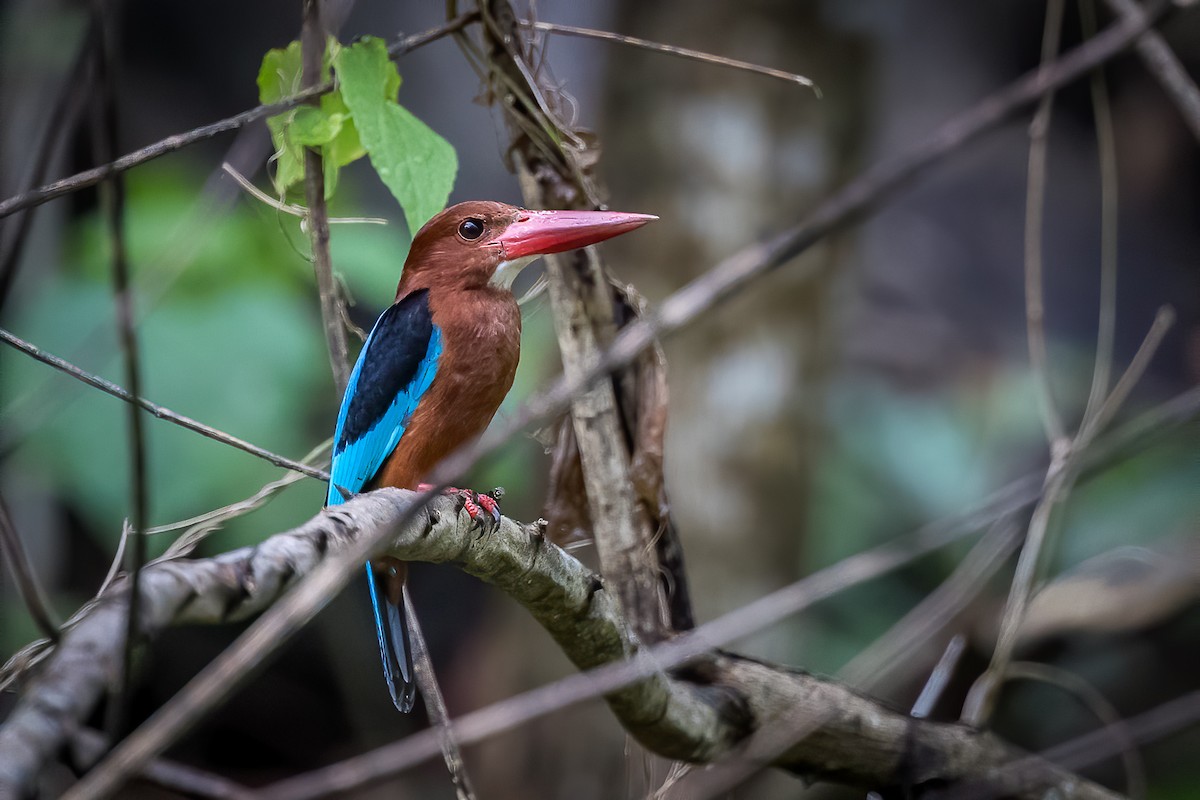 Brown-breasted Kingfisher - ML399315441