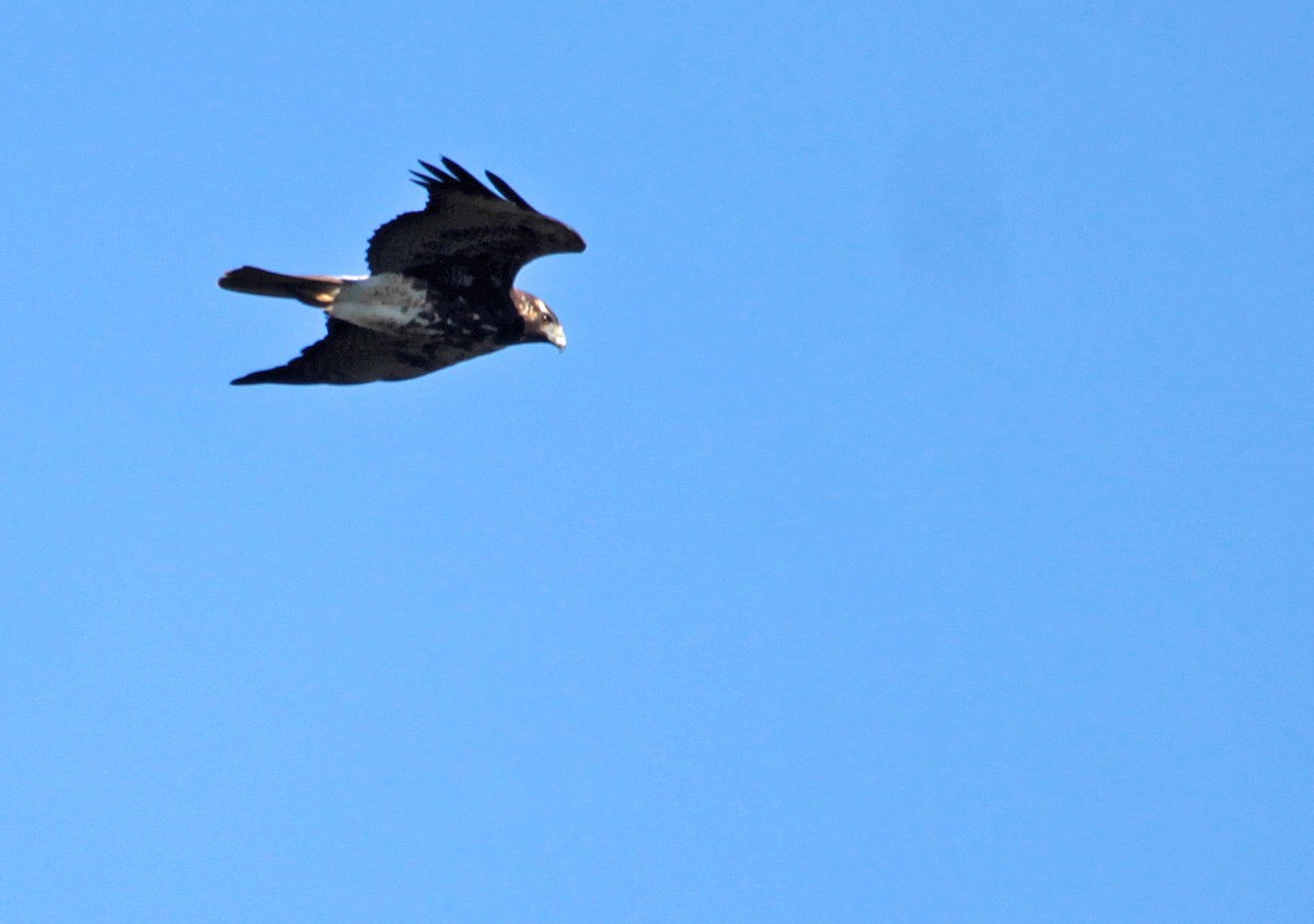Black-chested Buzzard-Eagle - Ricardo Santamaria