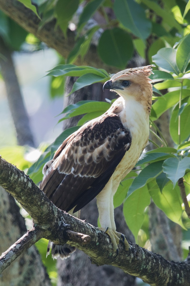 Philippine Hawk-Eagle - Raymond  Dan