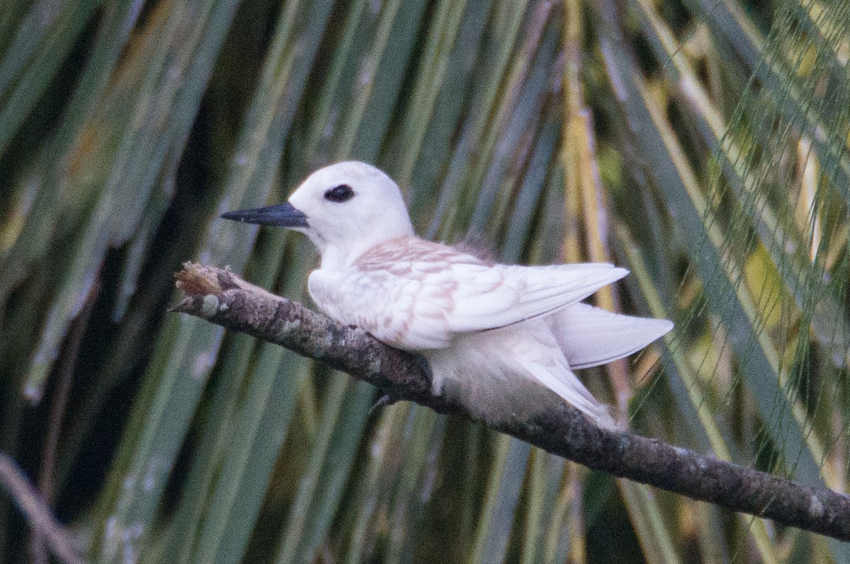 White Tern (Pacific) - ML399326461