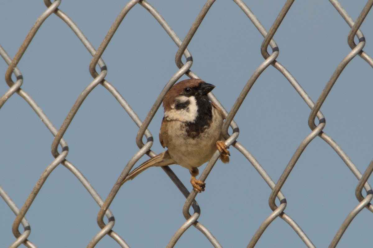 Eurasian Tree Sparrow - Trenton Voytko