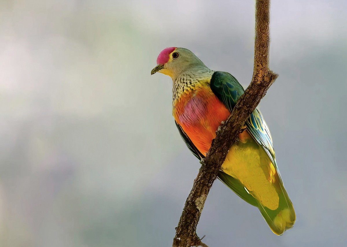 Rose-crowned Fruit-Dove - Bruce Ward-Smith