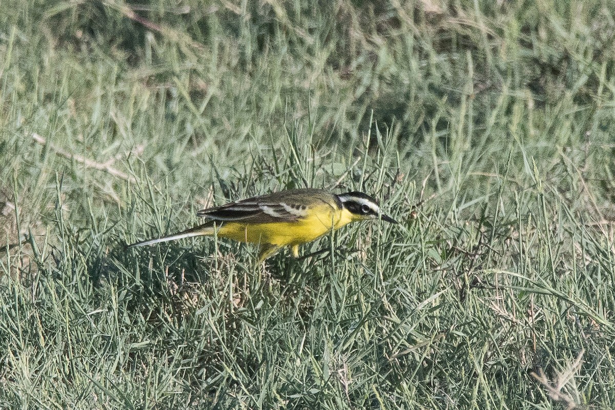 wagtail sp. - ML399329951