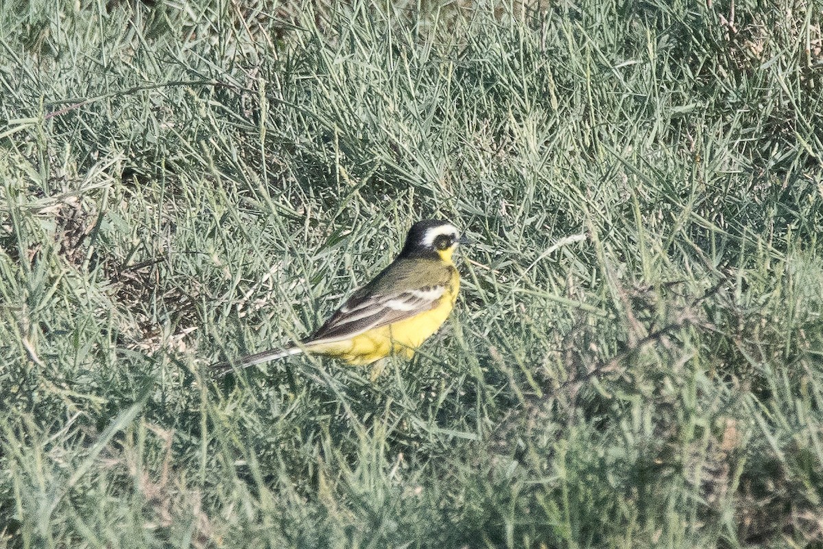 wagtail sp. - ML399329981