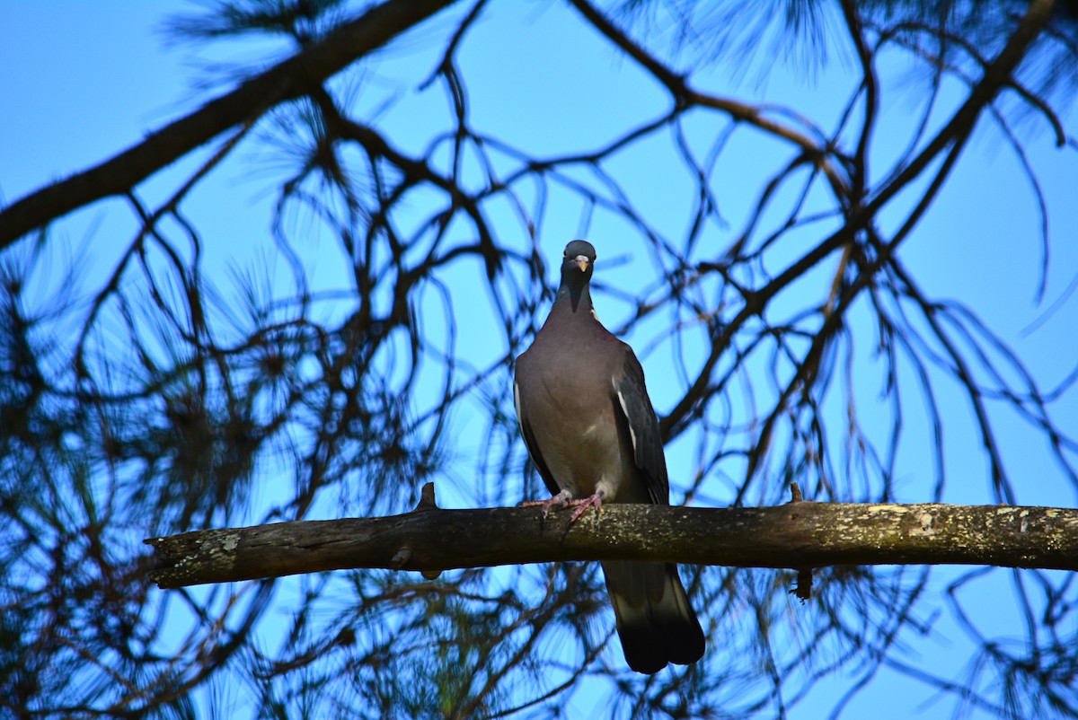 Common Wood-Pigeon - ML399330991