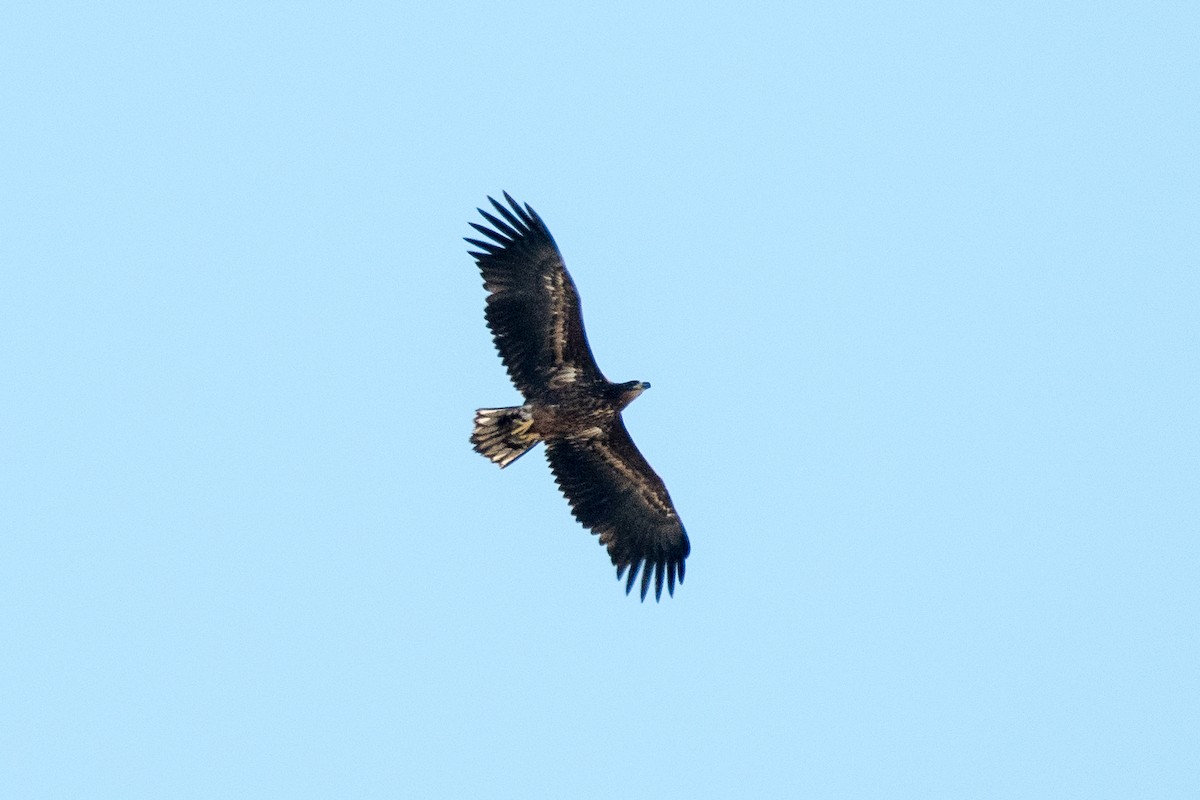 White-tailed Eagle - ML399338431