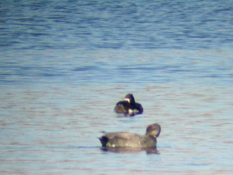 Greater Scaup - ML399338461