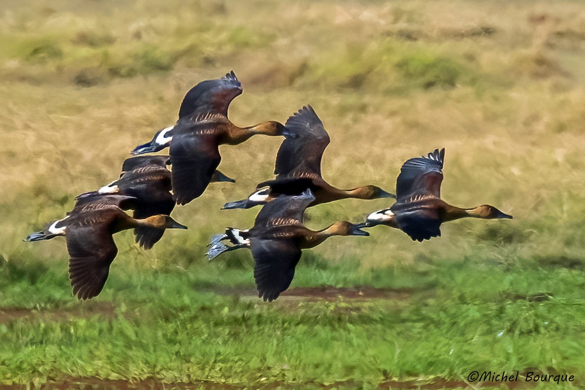 Fulvous Whistling-Duck - ML399339751