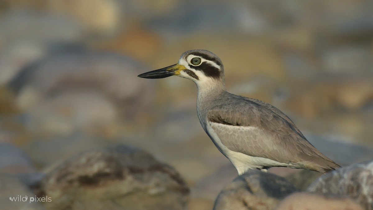 Great Thick-knee - ML399344391