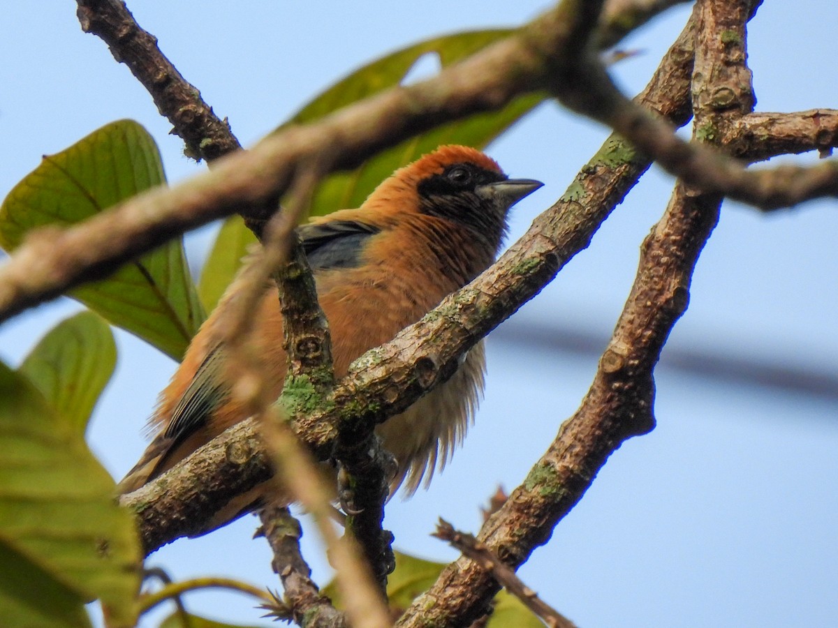 Burnished-buff Tanager (Rufous-crowned) - ML399345091