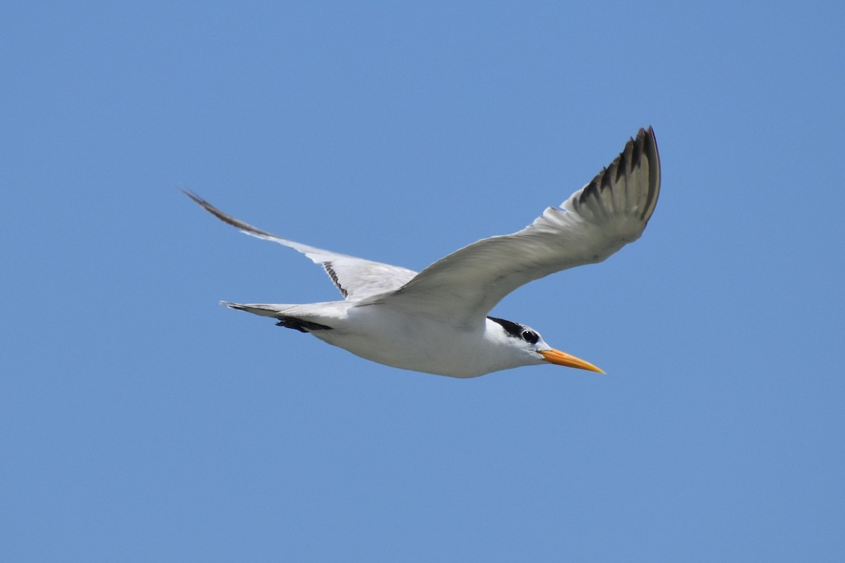 Lesser Crested Tern - ML399347691