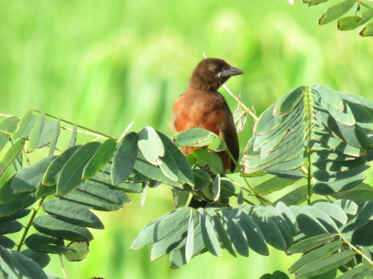 Silver-beaked Tanager - ML399349481