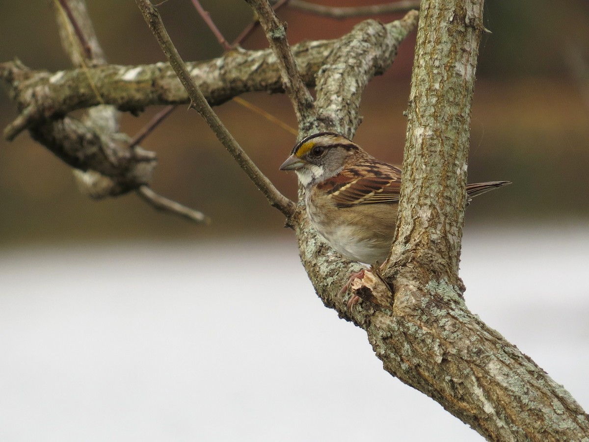White-throated Sparrow - Brian Wulker
