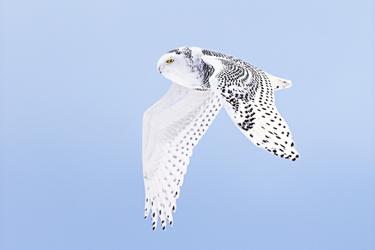Snowy Owl - ML399350101