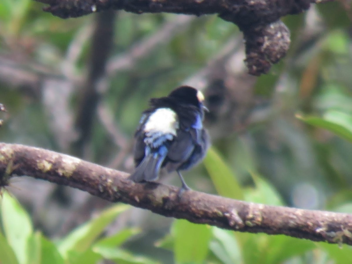 Opal-crowned Tanager - ML399350161