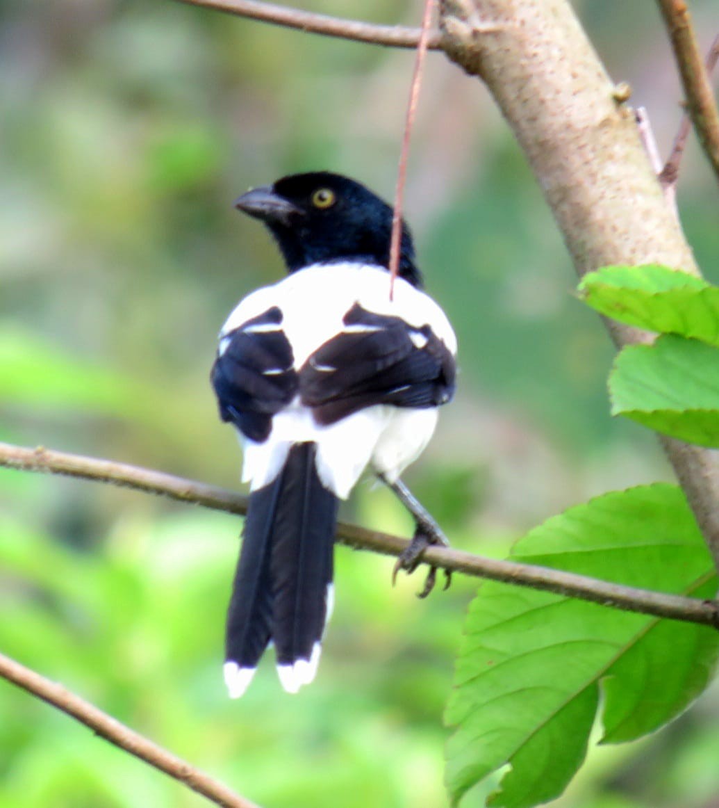 Magpie Tanager - ML399350281