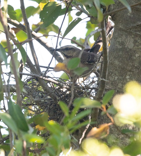 Adult on nest. - Chilean Mockingbird - 