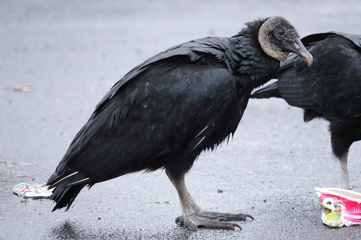 Black Vulture - Jeffrey Turner