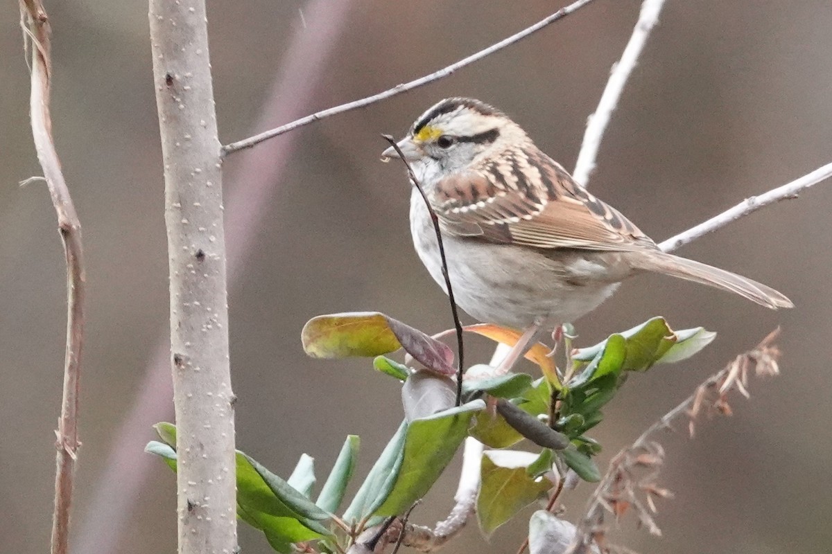White-throated Sparrow - ML399359741