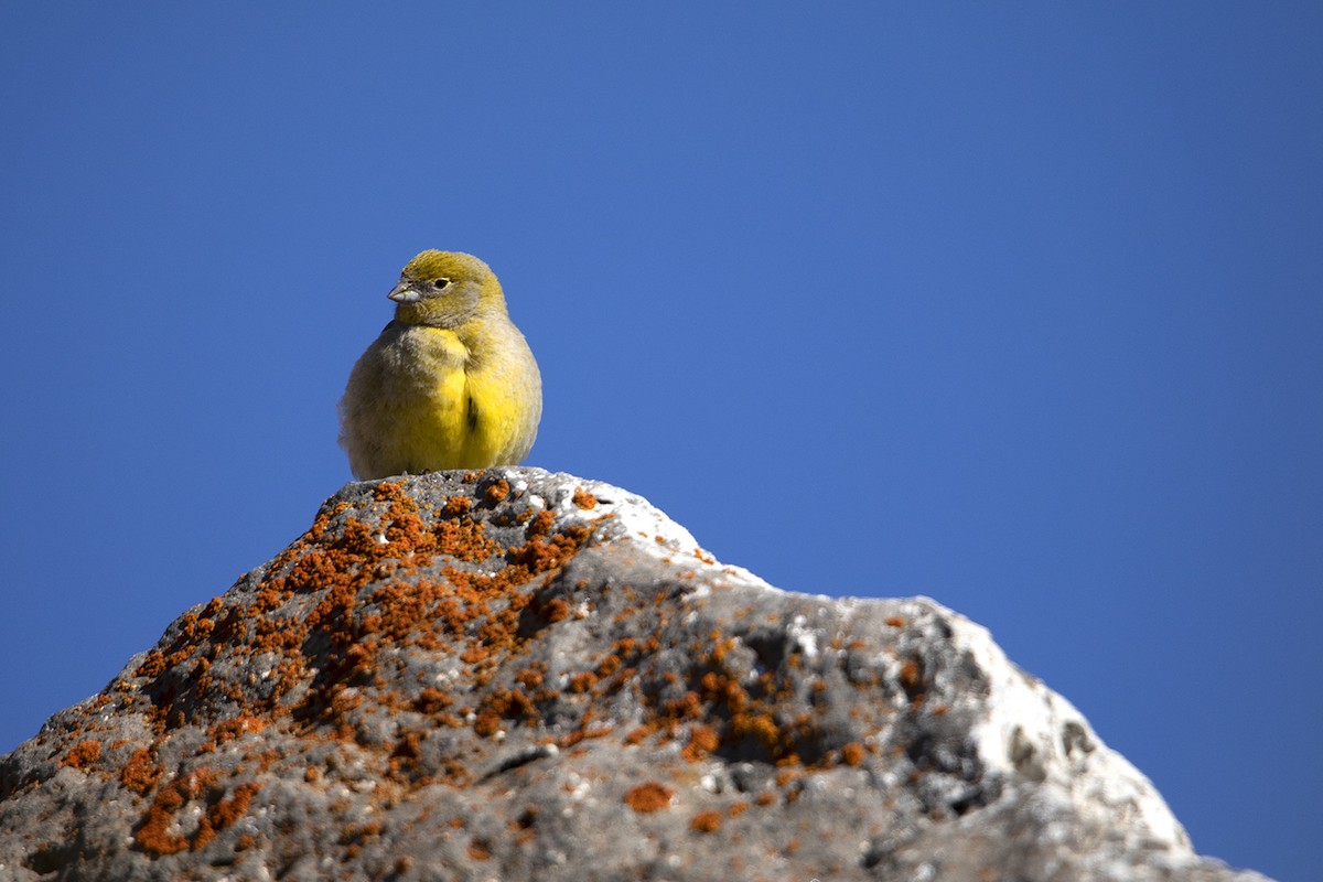 Patagonian Yellow-Finch - ML399364531