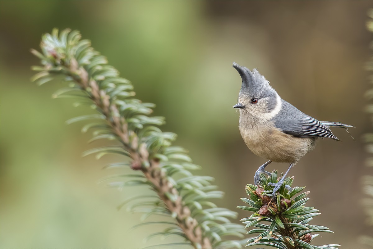 Gray-crested Tit - ML399364971