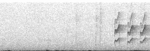 Тиранчик-довгохвіст жовточеревий - ML39937