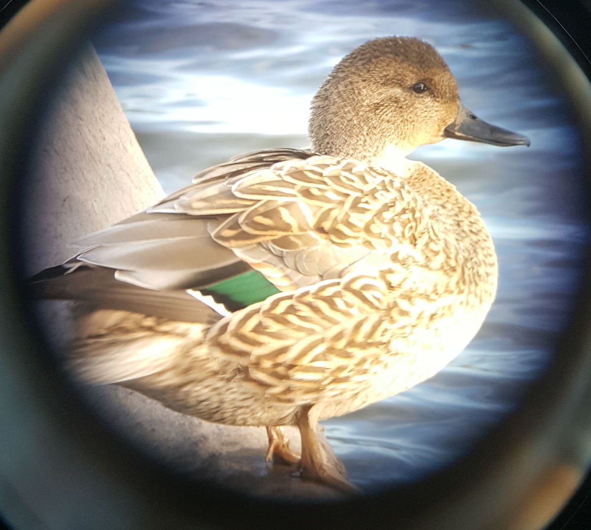 Northern Pintail x Green-winged Teal (hybrid) - Tom Forwood JR